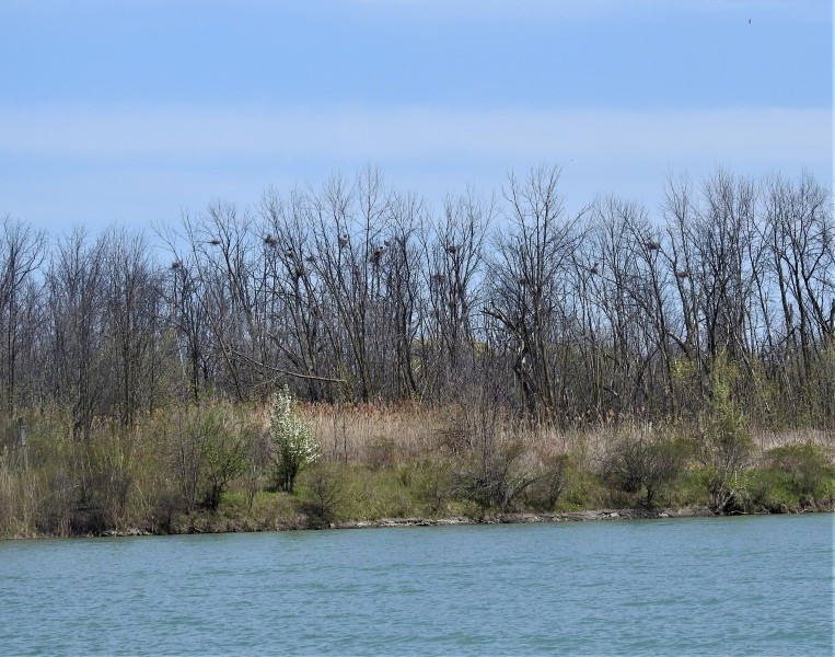 A Great Blue Heron colony in a stand of trees east of the Welland Canal on the western boundary of Niagara-on-the-Lake, on May 10, 2022. (Steve Hardaker)