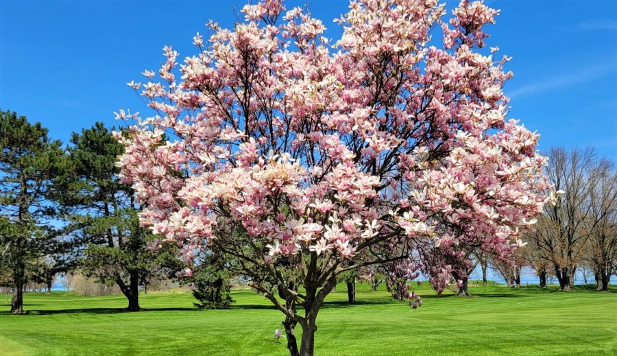 A magnificent magnolia in full bloom on the NOTL Golf Course. (Tony Chisholm)