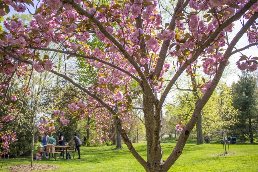 Picnicking under the blossoms in Simcoe Park, on May 13. (Jessica Maxwell)