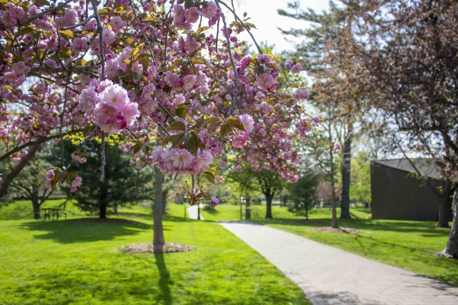 Spring blossoms are out in Simcoe Park, on May 13. (Jessica Maxwell)