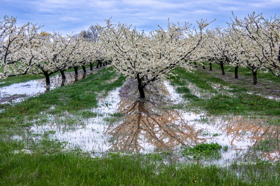 Heavy rains flooded a fruit orchard in rural Niagara-on-the-Lake, on May 4. (Ron Planche)