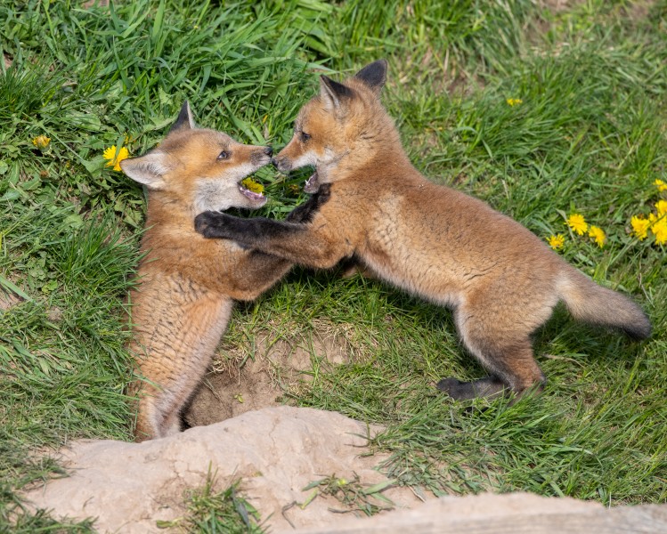 Frolicking wild fox kits photographed on May 9. (Dave Van de Laar)