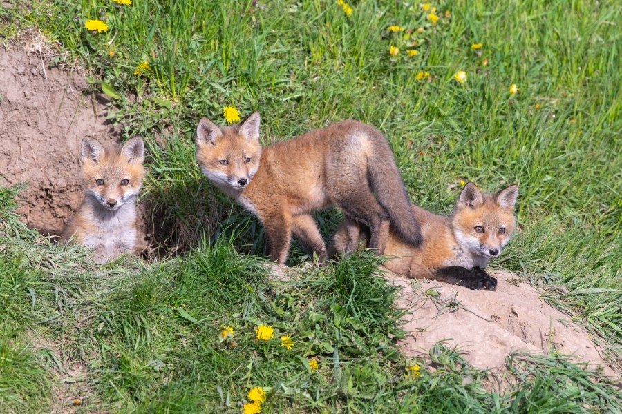 Wild fox kits photographed on May 9. (Dave Van de Laar)