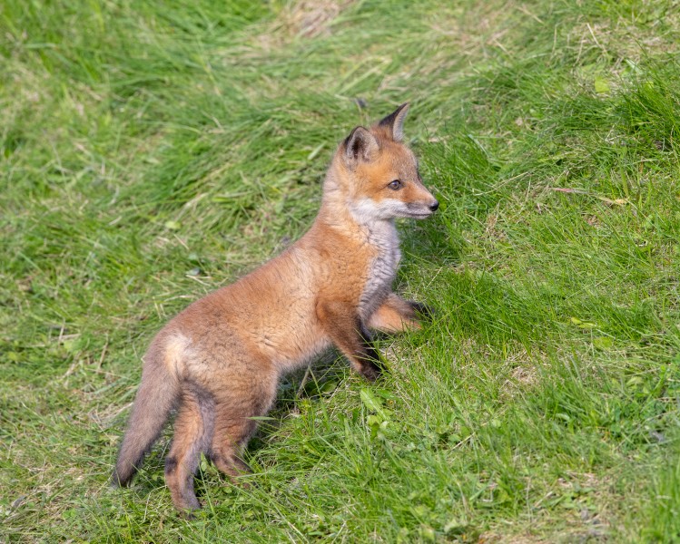A wild fox kit photographed on May 9. (Dave Van de Laar)
