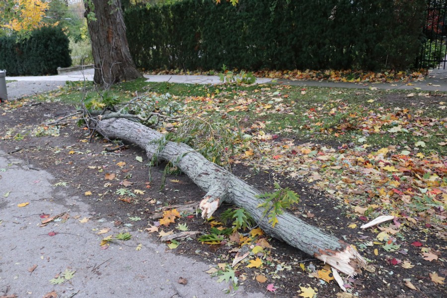 Many branches and several trees were down around NOTL after Thursday's intense storm. (Dariya Baiguzhiyeva/Niagara Now)
