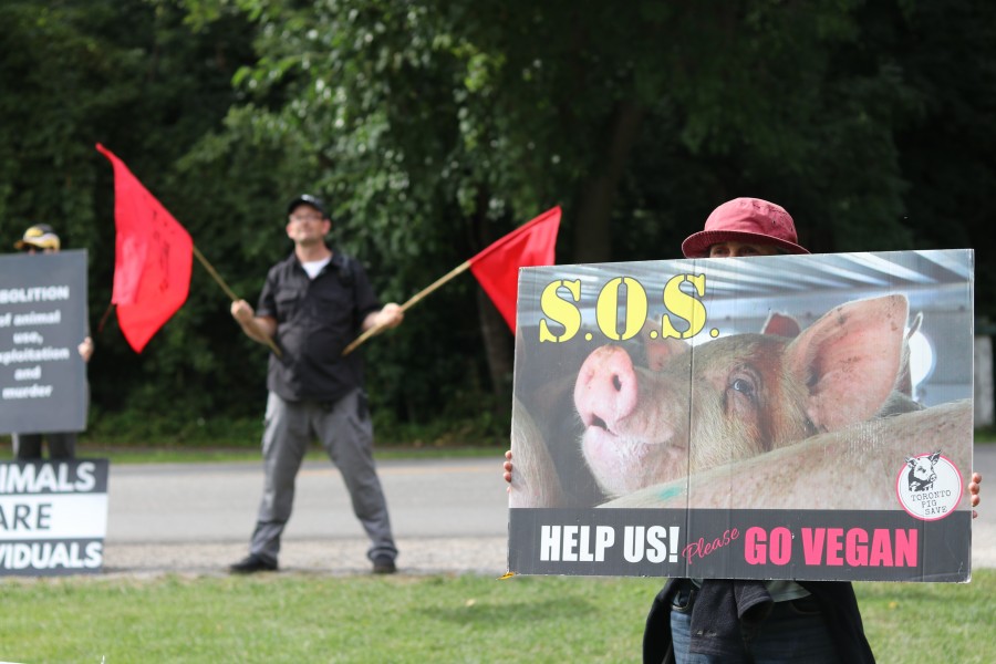 AWFAN members stood on King Street, holding signs and waving flags. (Dariya Baiguzhiyeva/Niagara Now)
