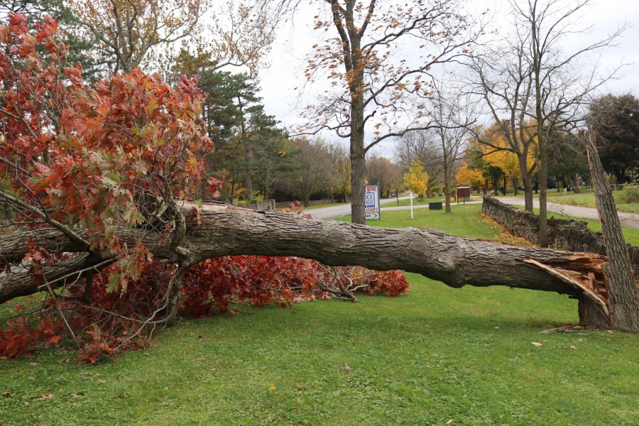 A fallen tree on Niagara River Parkway. (Dariya Baiguzhiyeva/Niagara Now)
